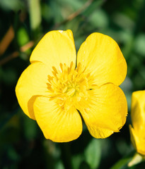 yellow flower