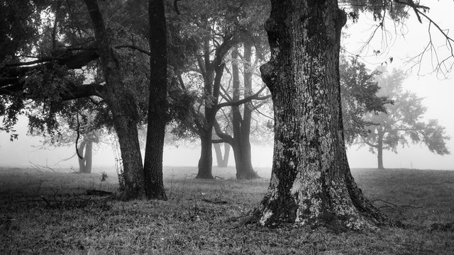 Oak tree in the foggy woods black and white photograph with progressive distance on an atmospheric day