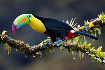 Keel-billed toucan (Ramphastos sulfuratus) closeup perched on a mossy branch in the rainforests of Costa Rica