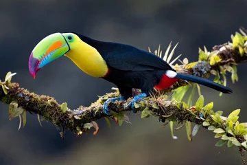 Fototapete Tukan Kiel-billed Tukan (Ramphastos Sulfuratus) Nahaufnahme thront auf einem moosigen Ast in den Regenwäldern von Costa Rica