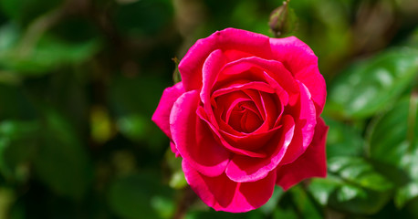 Rose avec fond végétal pour illustration