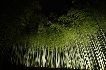 ライトアップされた竹林