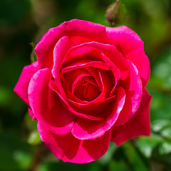 détail d'une rose 
