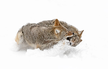 Two Coyotes Canis latrans isolated on white background fighting in the winter snow in Canada