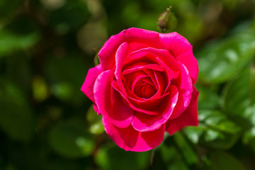 photographie macro d'une rose en fleur, pétale , délicat