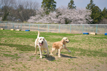 世界の名犬牧場_ゴールデンレトニエル