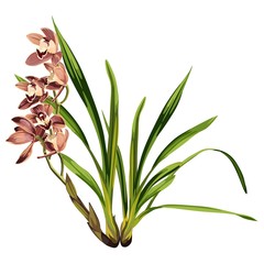 Brown orchid exotic tropical flower inflorescence isolated on white background. Flowering plant with buds, stem, roots, green leaves. Detailed realistic design illustration.