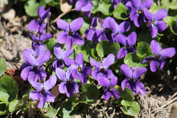 Flowers of Viola odorata or Wood violet in wild nature. April, Belarus