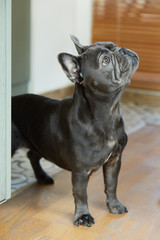 A dog, french bulldog, standing on the floor and looking up
