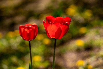 beautiful colorful tulip in the garden park