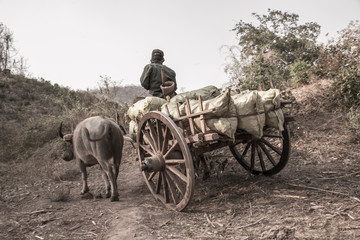 Fototapeta premium Pyin Oo Lwin, Myanmar »; Spring 2018: A local farmer in a cart with bulls in Pyin Oo Lwin