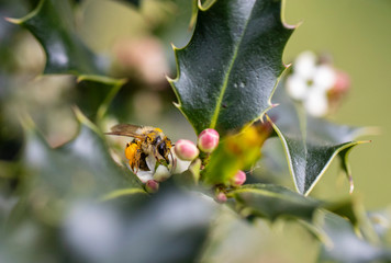 bee, houx, abeille