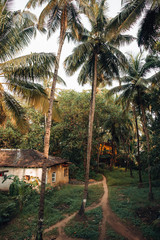 Foot path among a palm grove with green grass and a yellow house on the background