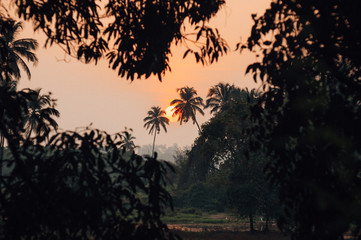 The setting sun passing between two palm trees surrounded by trees