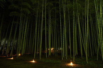 ライトアップされた竹林
