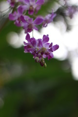 Orchid flowers on a green background