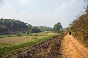 Fototapeta na wymiar Pyin Oo Lwin, Myanmar »; Spring 2018: Trails between crops in Pyin Oo Lwin