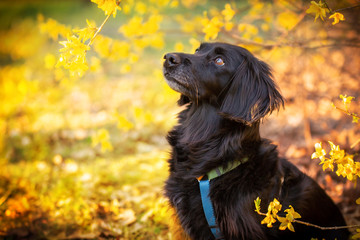 Czarny pies w żółtych kwiatach - obrazy, fototapety, plakaty