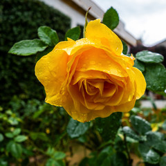 Close up of a yellow rose flower in the rain