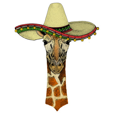 Giraffe head. Sombrero mexican hat. Portrait of wild animal.