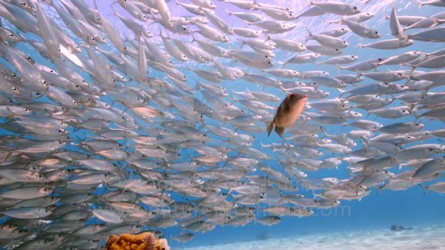 Bait ball / school of fish and juvenile Triggerfish in shallow water of coral reef in Caribbean Sea