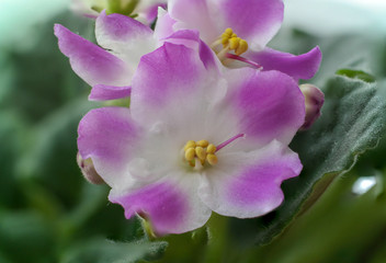pink white african violet flower