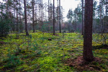 Wood covered with mosses from nitrogen polution at Den Treek near Amersfoort, Netherlands
