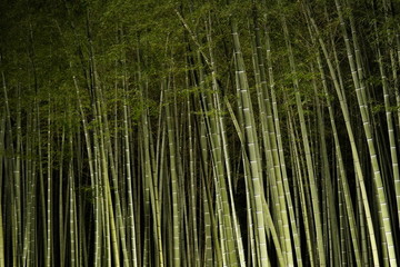 ライトアップされた竹林