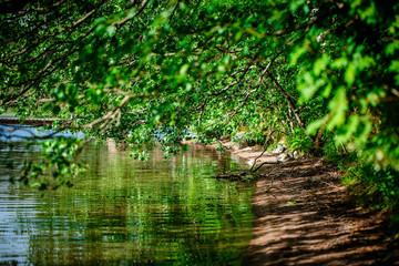Fototapeta na wymiar branches with green leaves over the river water 