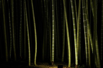 ライトアップされた竹林