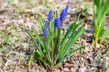 Blue flower Viper Bow in flowerbed with green leaves