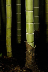 ライトアップされた竹林