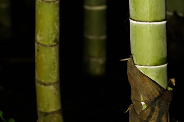 ライトアップされた竹林