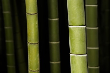 ライトアップされた竹林