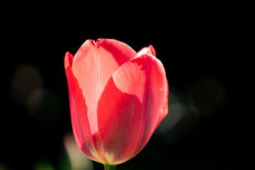 beautiful colorful tulip in the garden park