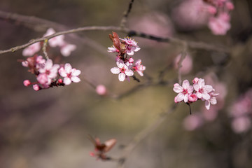 Delikatne kwiaty na gałęziach © nitka_zaplatana