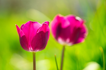 beautiful colorful tulip in the garden park