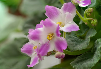 Fototapeta na wymiar pink white african violet flower