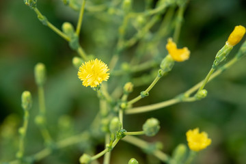 yellow flower in the garden