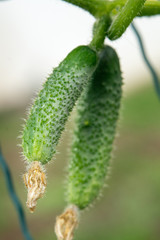 Young green cucumbers on a branch