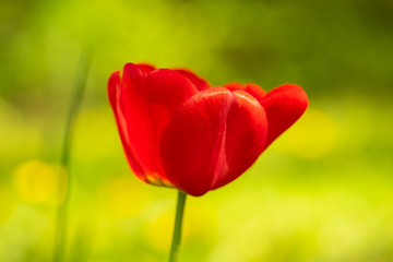 beautiful colorful tulip in the garden park