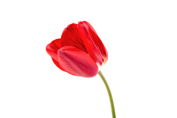 tulip flower on a white background isolated