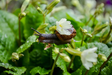 the snail on the primroses