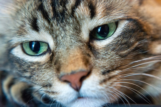 Cat Girl with Green Eyes Close Up. Breed of cat Norsk Skogkatt also Skogkatter and Skovkatter or Wegie
