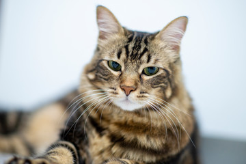 Cat Girl with Green Eyes Close Up. Breed of cat Norsk Skogkatt also Skogkatter and Skovkatter or Wegie