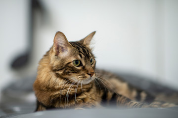 Cat Girl with Green Eyes Close Up. Breed of cat Norsk Skogkatt also Skogkatter and Skovkatter or...