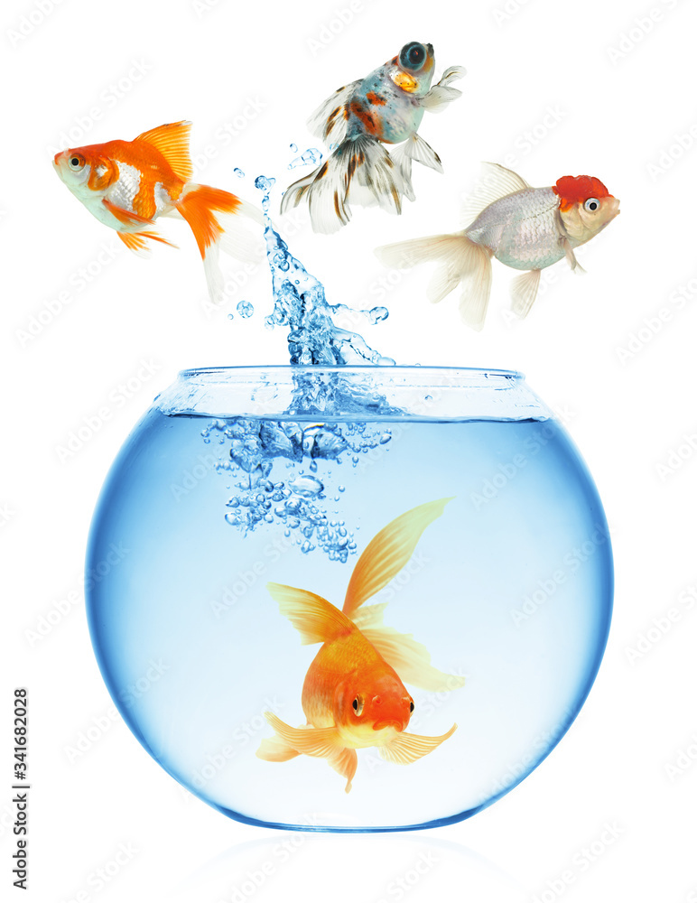 Wall mural goldfish jumping out of the water - Wall murals