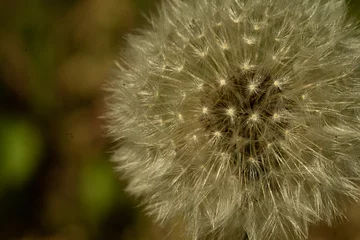 Rolgordijnen close up on a dandelion in nature © vartzbed