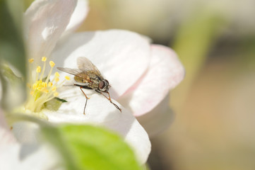 Fly on white apple tree blossom