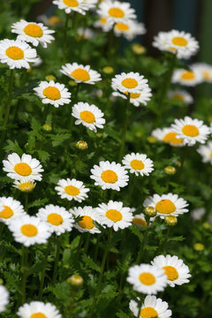 White mini marguerite flower, Chrysanthemum paludosum